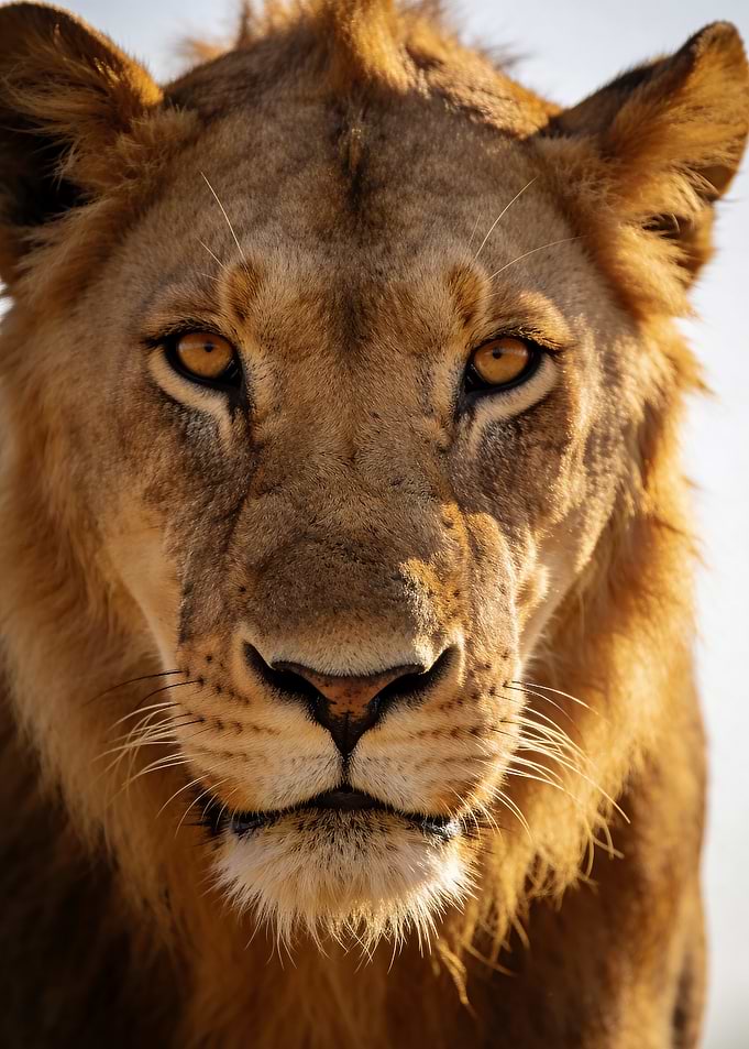 Close-up of a Lion's Face