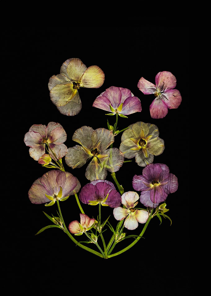 Pressed Flowers on Black Background