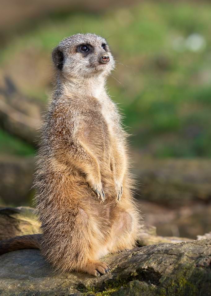 Meerkat standing alert on a log