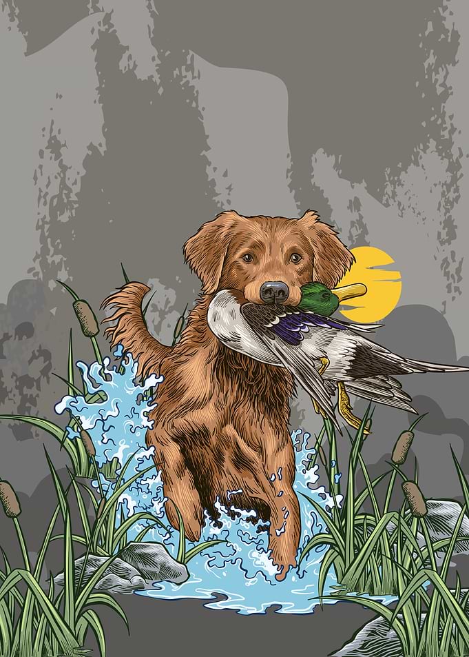 Hunting Dog Retrieving Duck in Marsh Sunset Poster
