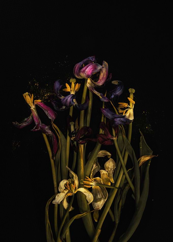 Withered Tulips with Yellow Pollen on a black background