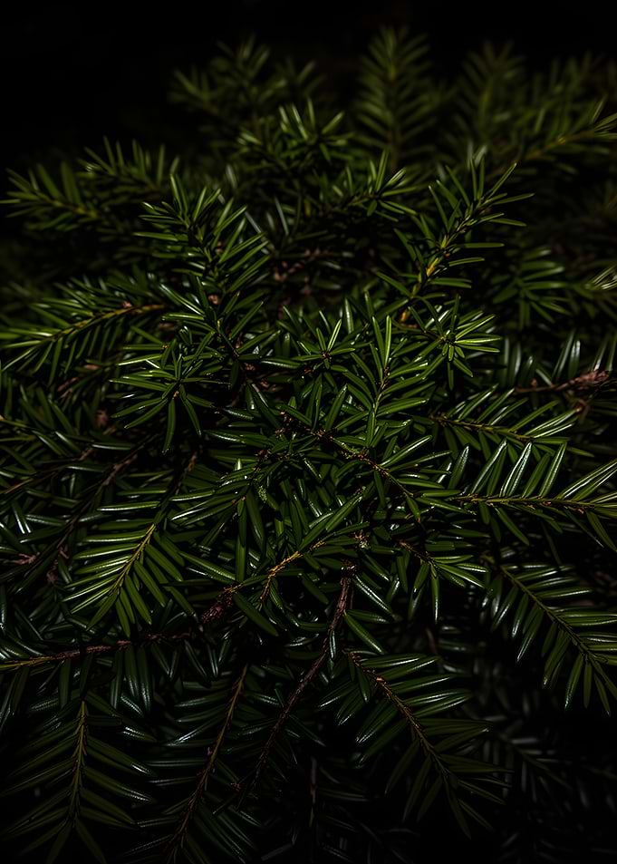 Close-up of dark green pine needles