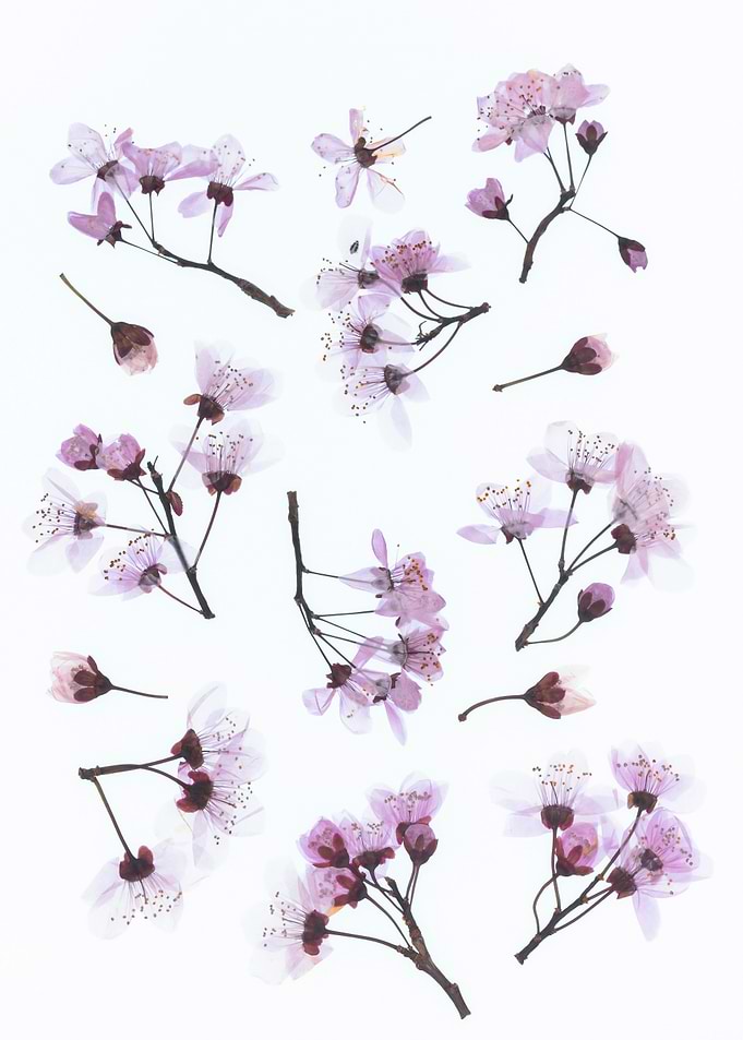 Pressed Cherry Blossoms on White Background