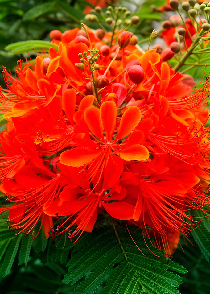Vibrant Orange Peacock Flower Cluster