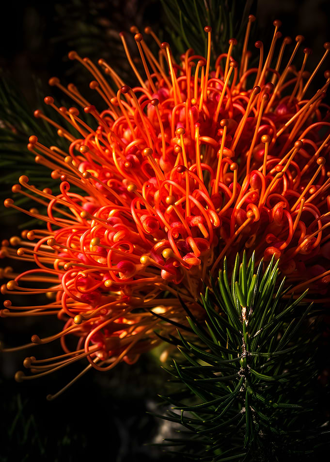 Close-up of an orange Grevillea flower