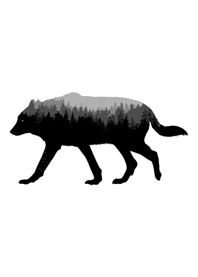 Wild Wolf