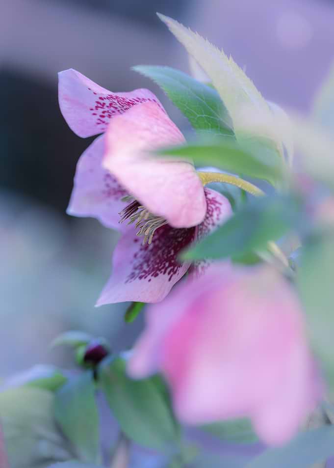 Pink Hellebore Flower Macro
