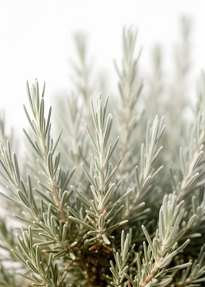Close-up of Rosemary Plant