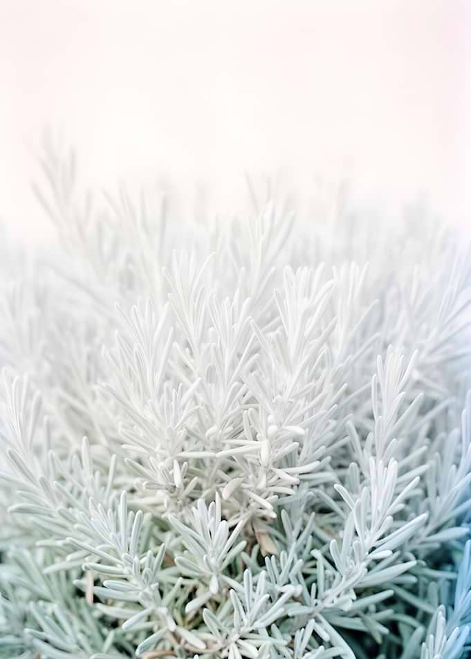 Soft Focus Lavender Sprigs