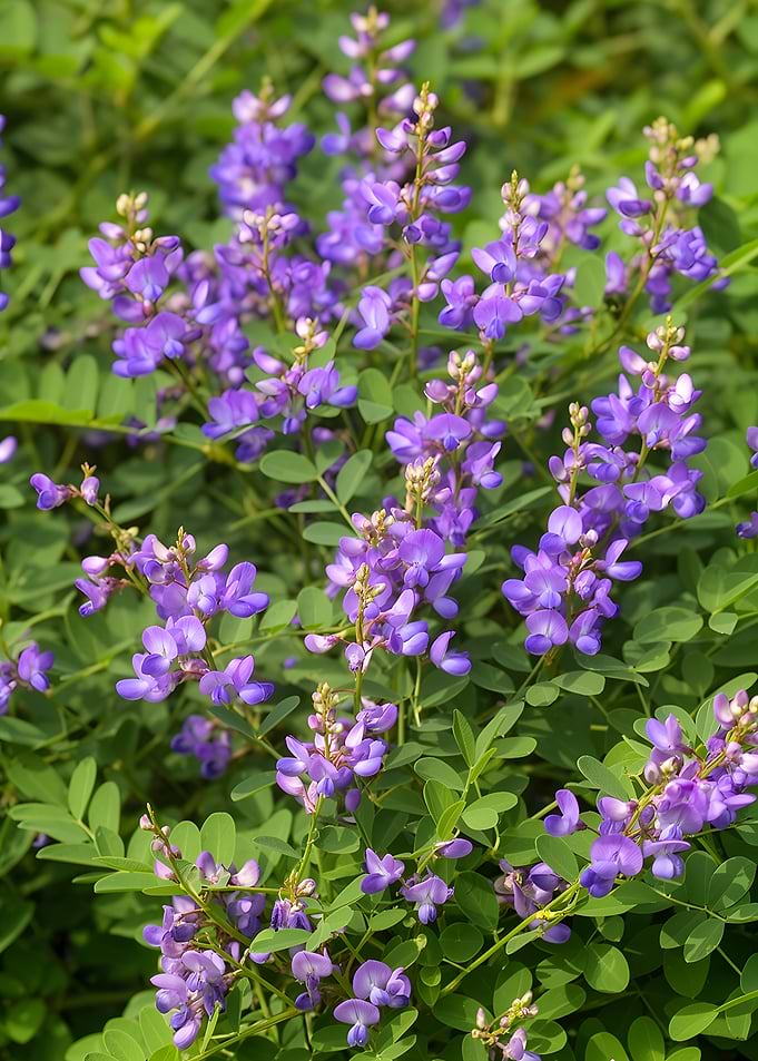 Purple Wildflowers in Bloom
