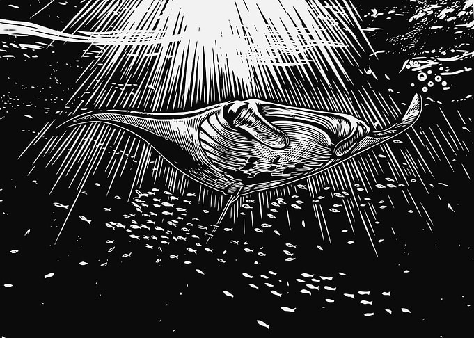 Manta Ray Swimming Under Sunbeams
