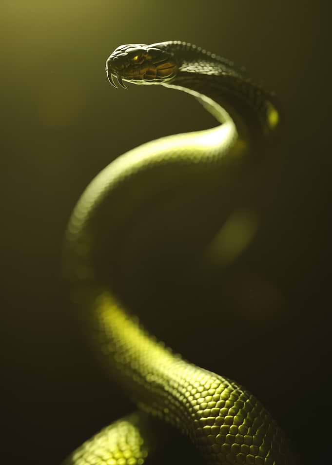 Close-up of a coiled snake