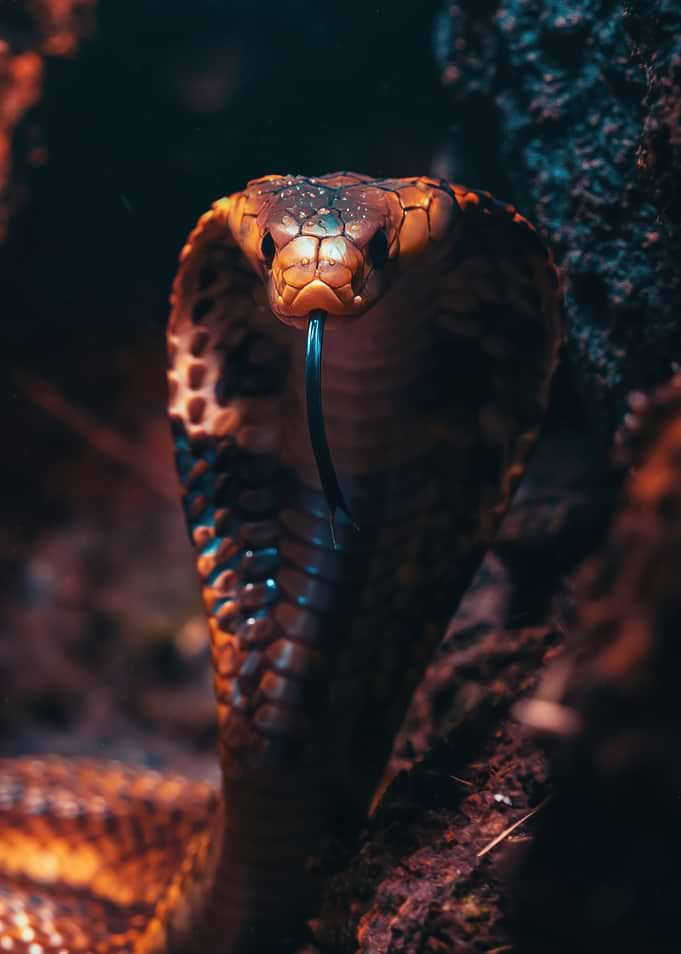 Close-up of a Cobra Snake