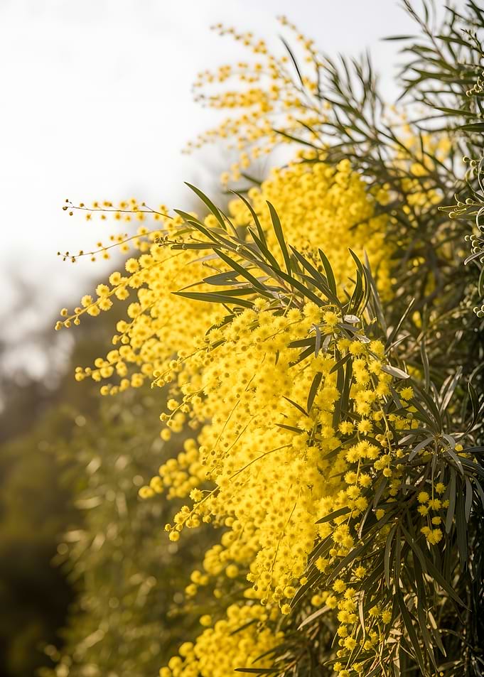 Yellow Mimosa Flowers and Green Leaves
