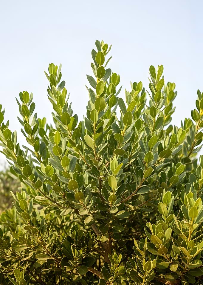 Green Bush Against Sky