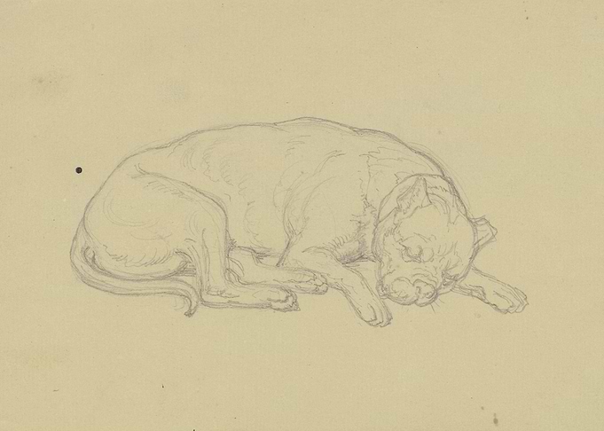 Pencil Sketch of a Sleeping Dog