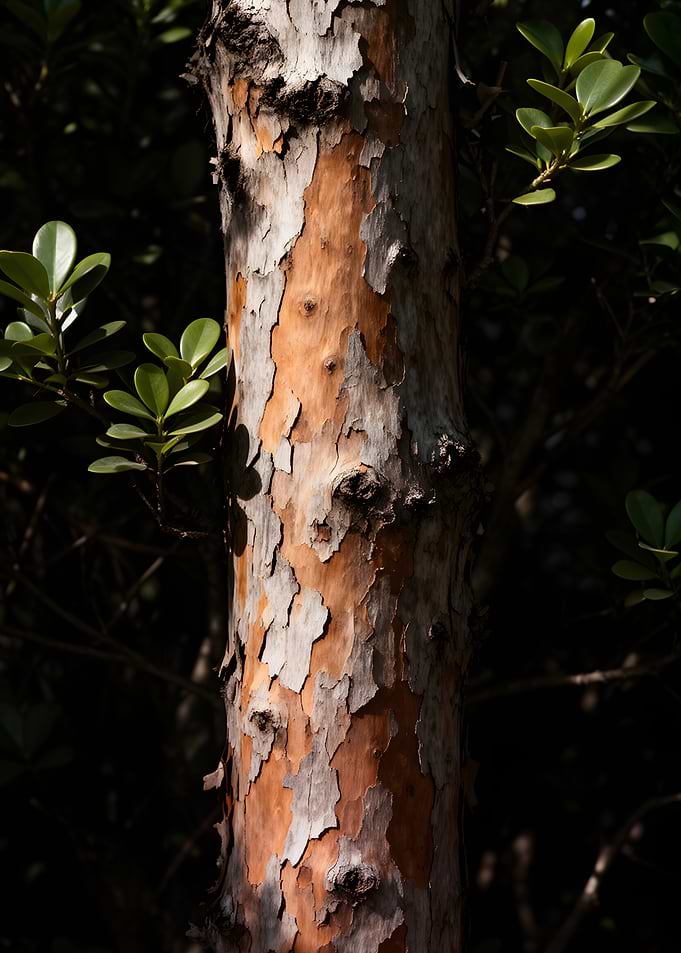 Close-up of peeling tree bark