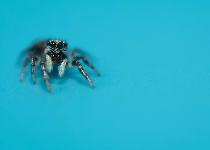 Jumping spider on blue background