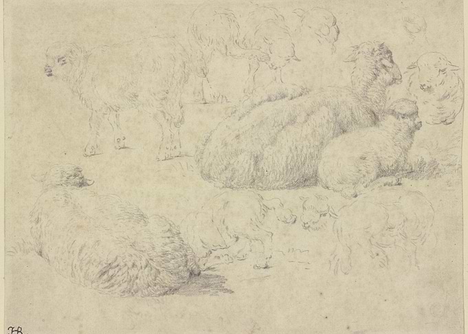 Sketch of Sheep in a Field