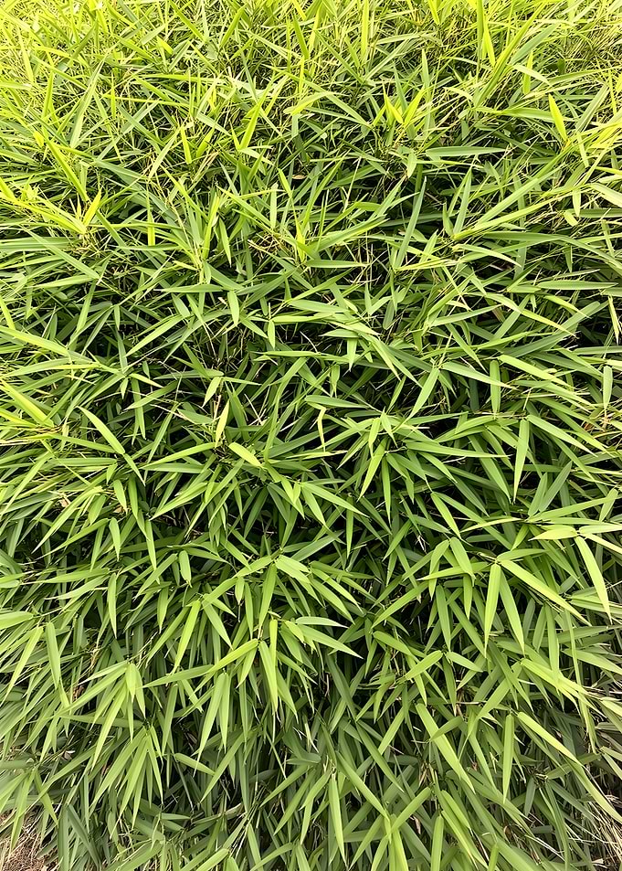 Dense Green Bamboo Leaves