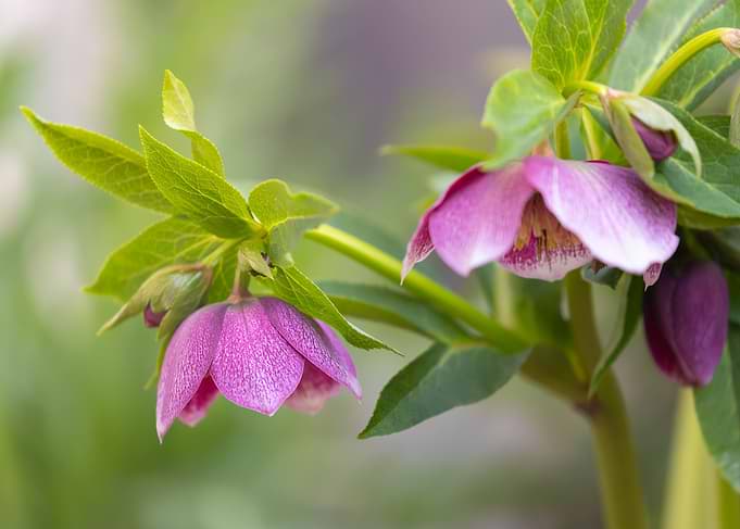 Pink Hellebore Flowers in Bloom