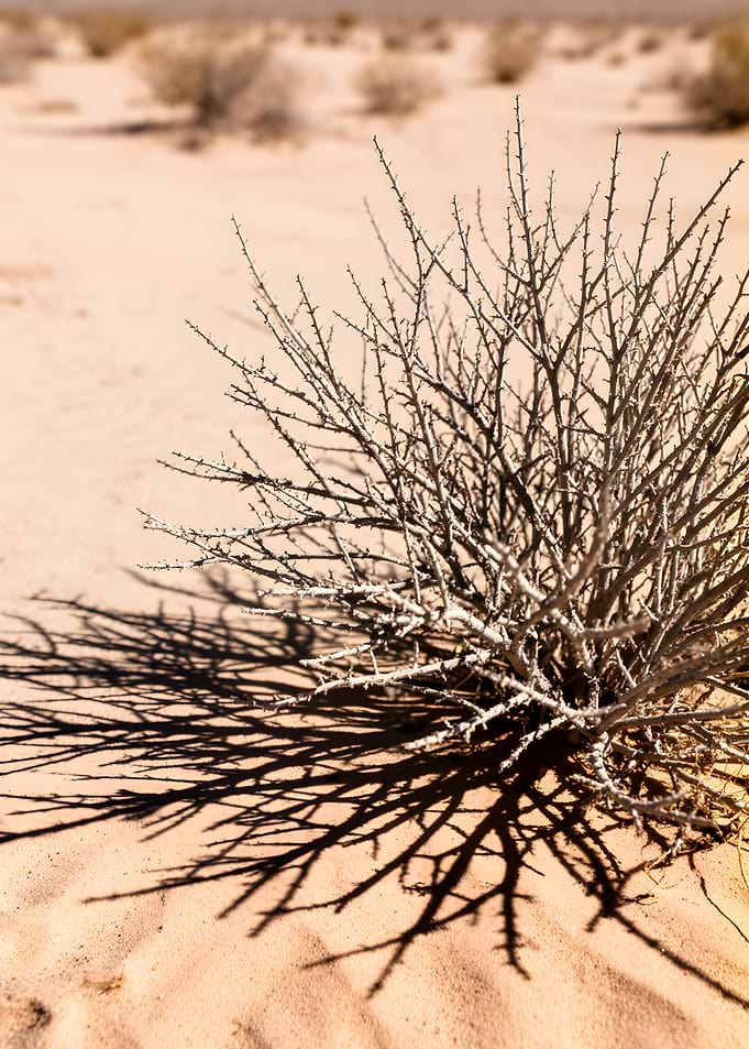 Desert Bush and Shadow