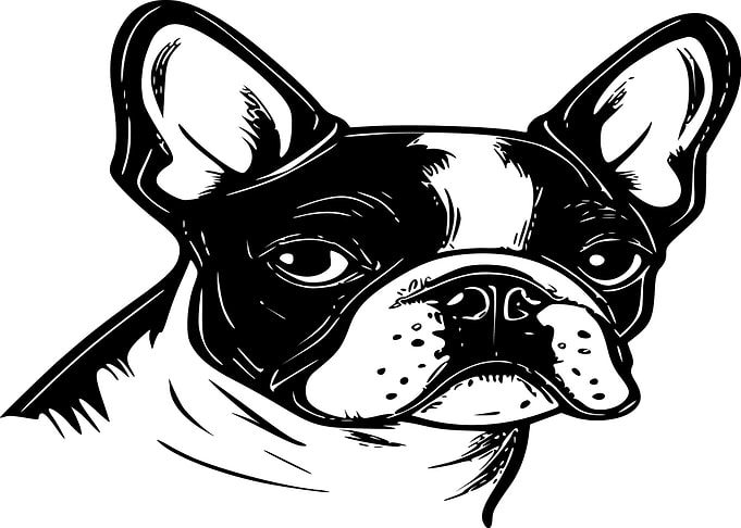 Black and White French Bulldog Portrait