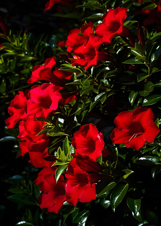 Vibrant Red Dipladenia Flowers