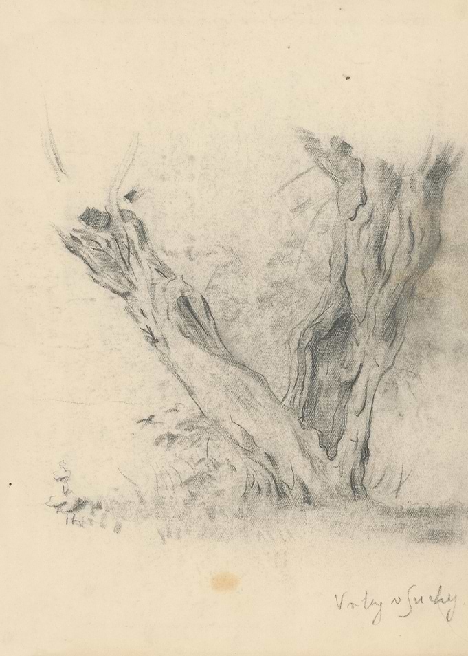 Pencil Sketch of an Old Tree Trunk