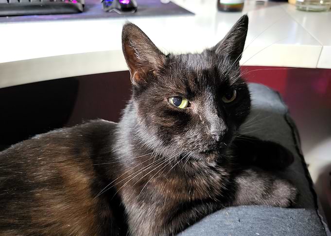 Black Cat Resting on a Cushion