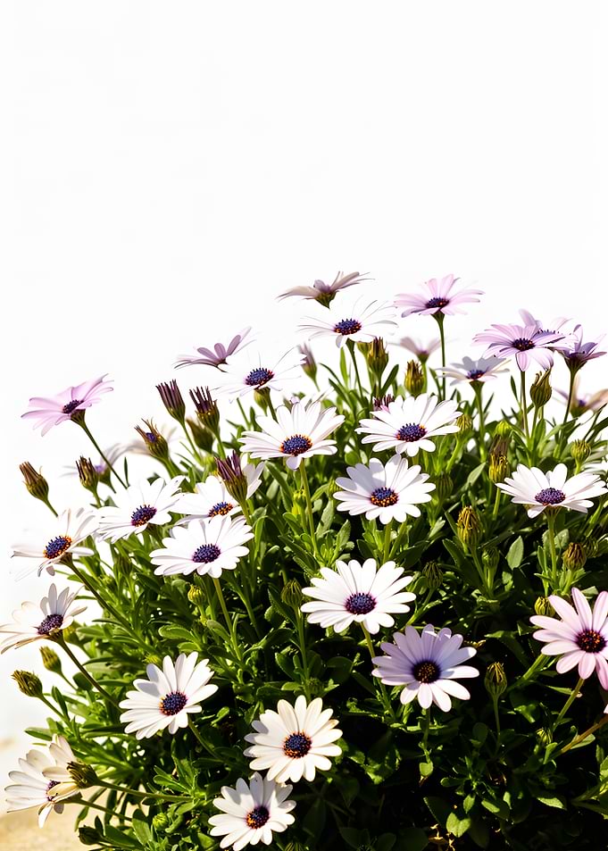 White Daisy Flowers with Purple Centers