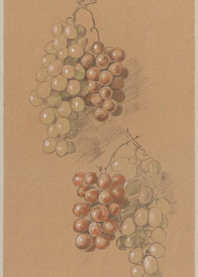 Two Bunches of Grapes