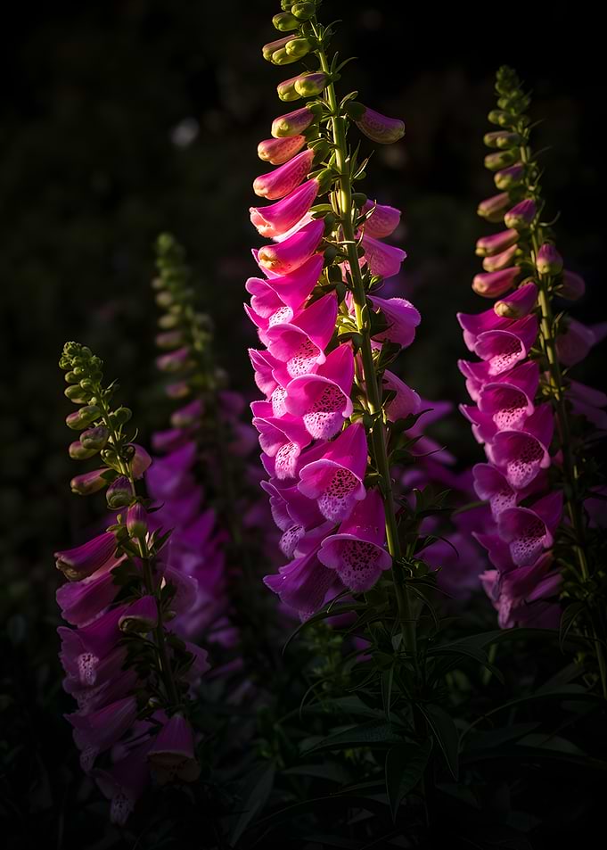 Pink Foxglove Flowers in Sunlight