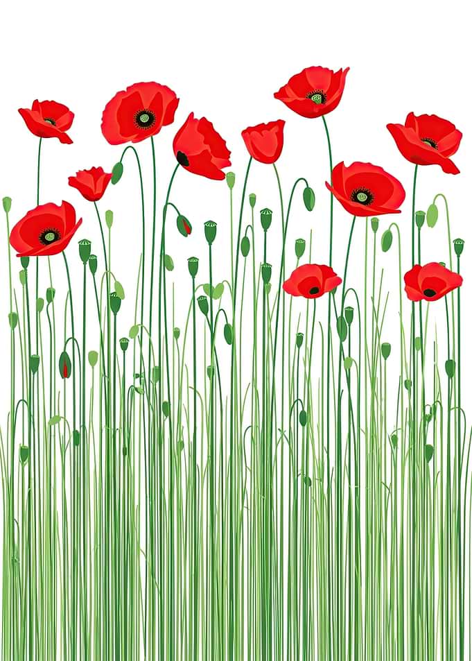 Red Poppies in Green Stems