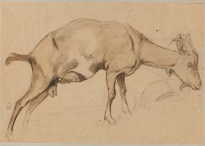 Sketch of a Goat