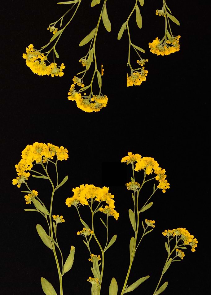 Yellow flowers on black background