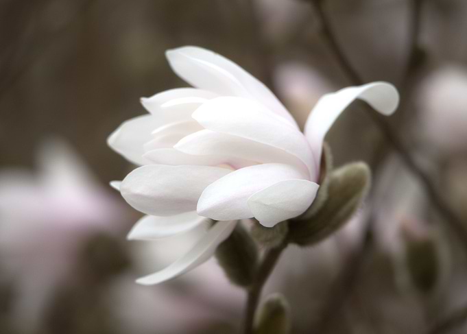 Delicate White Magnolia Blossom