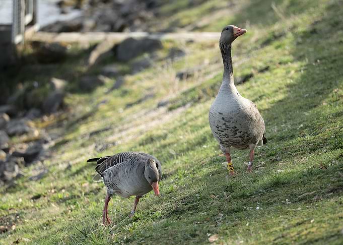 Two Geese on a Grassy Hillside