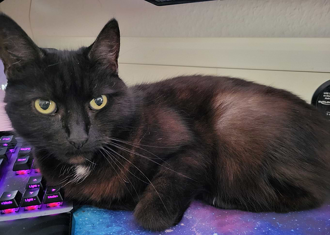 Black cat on a keyboard
