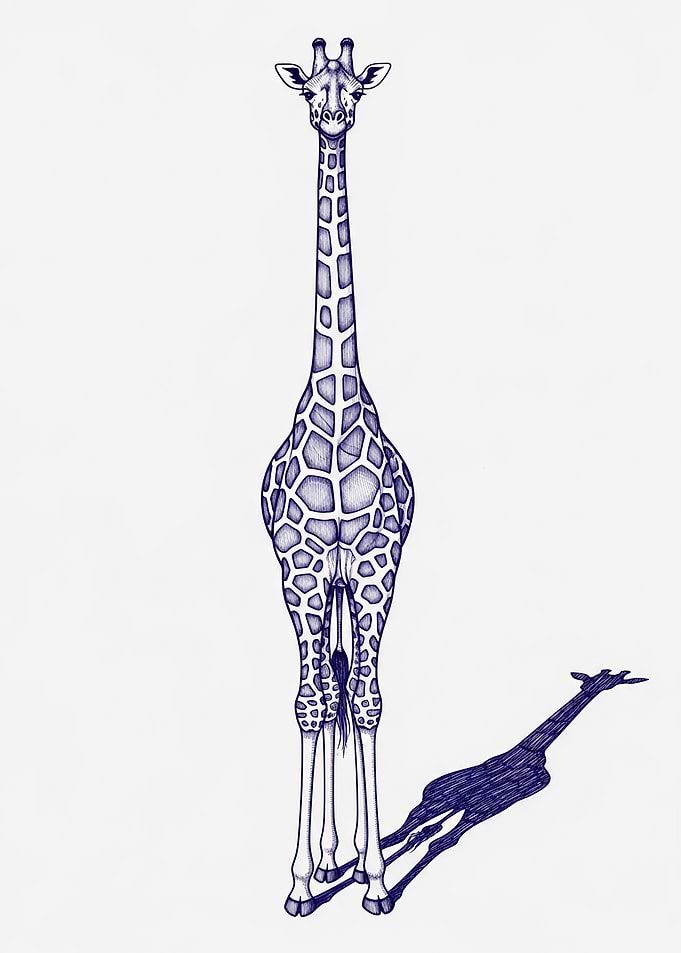 Giraffe and its Shadow