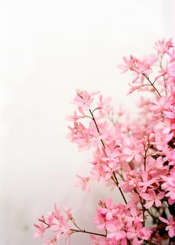 Delicate Pink Flowers