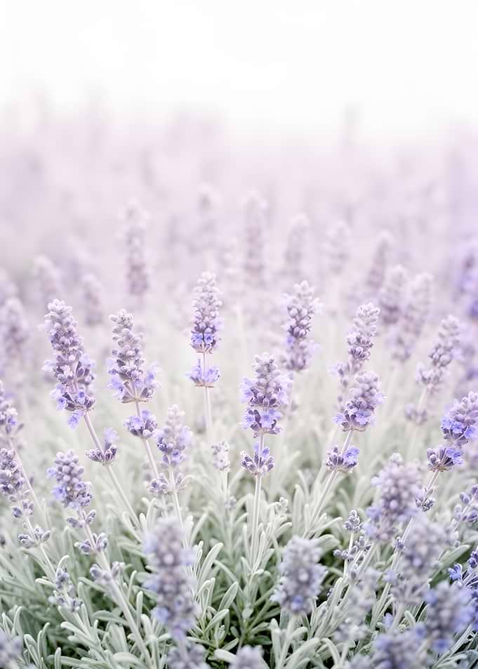 Lavender Field Close-up