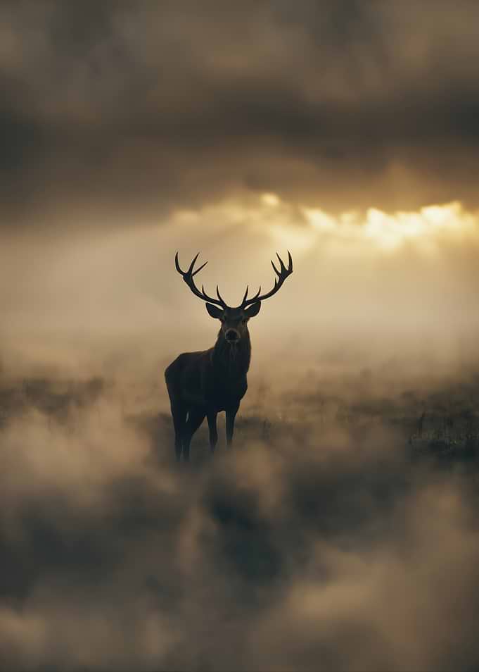Majestic Stag in Misty Landscape