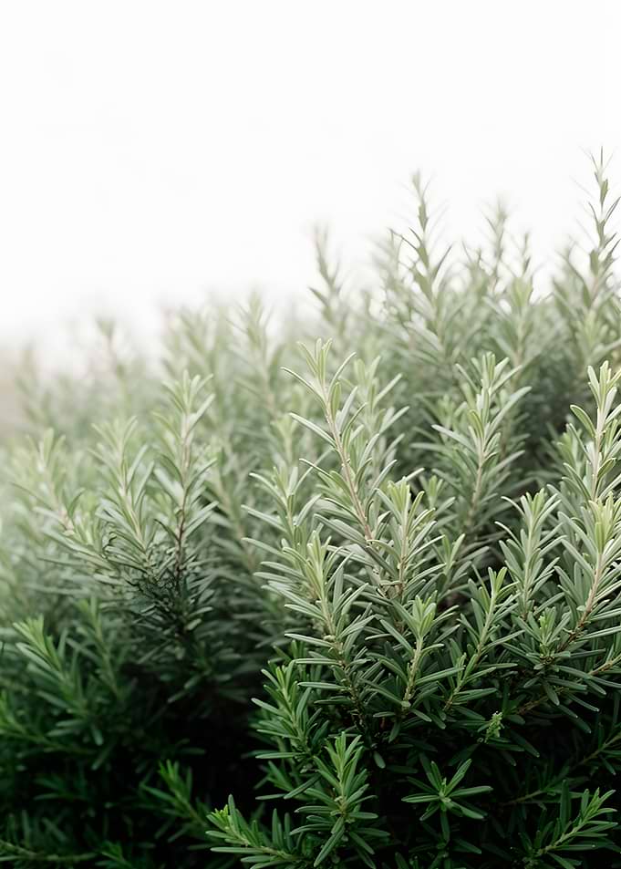 Rosemary Bush with White Background