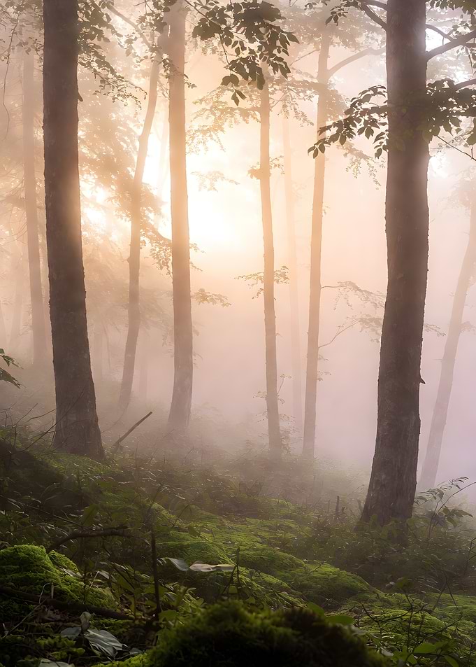 Misty Forest Sunrise