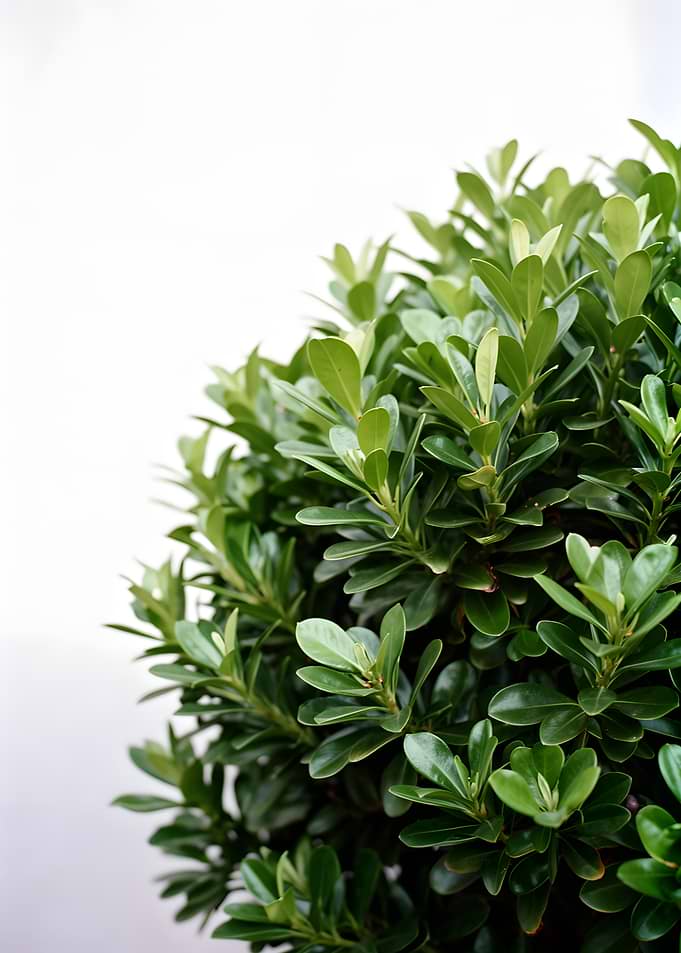 Green Bush with White Background