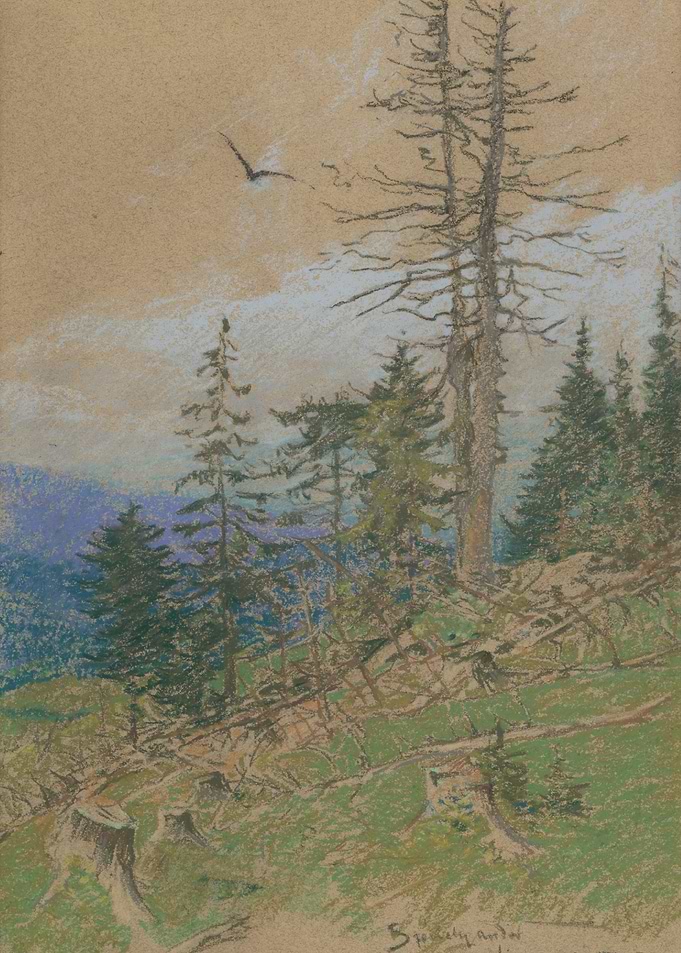 Mountain Forest Landscape with Bird