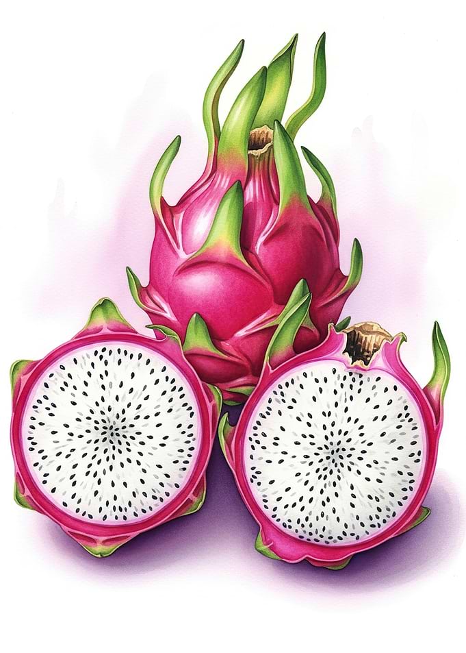 Dragon Fruit Illustration
