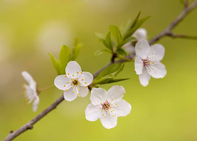 Delicate White Cherry Blossoms on a Branch