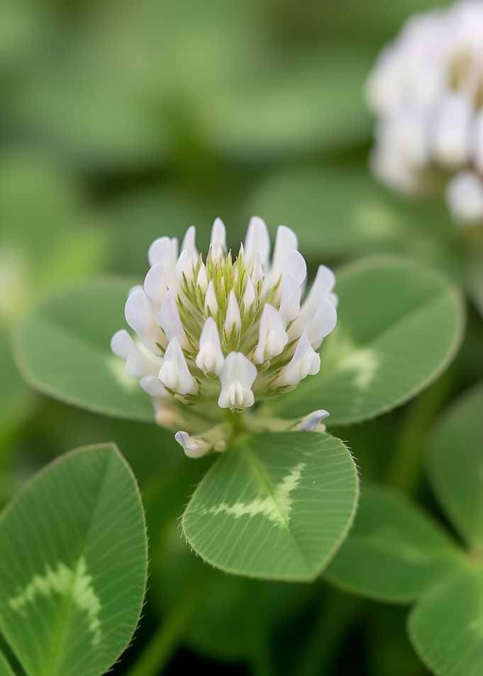 White Clover Flower Macro